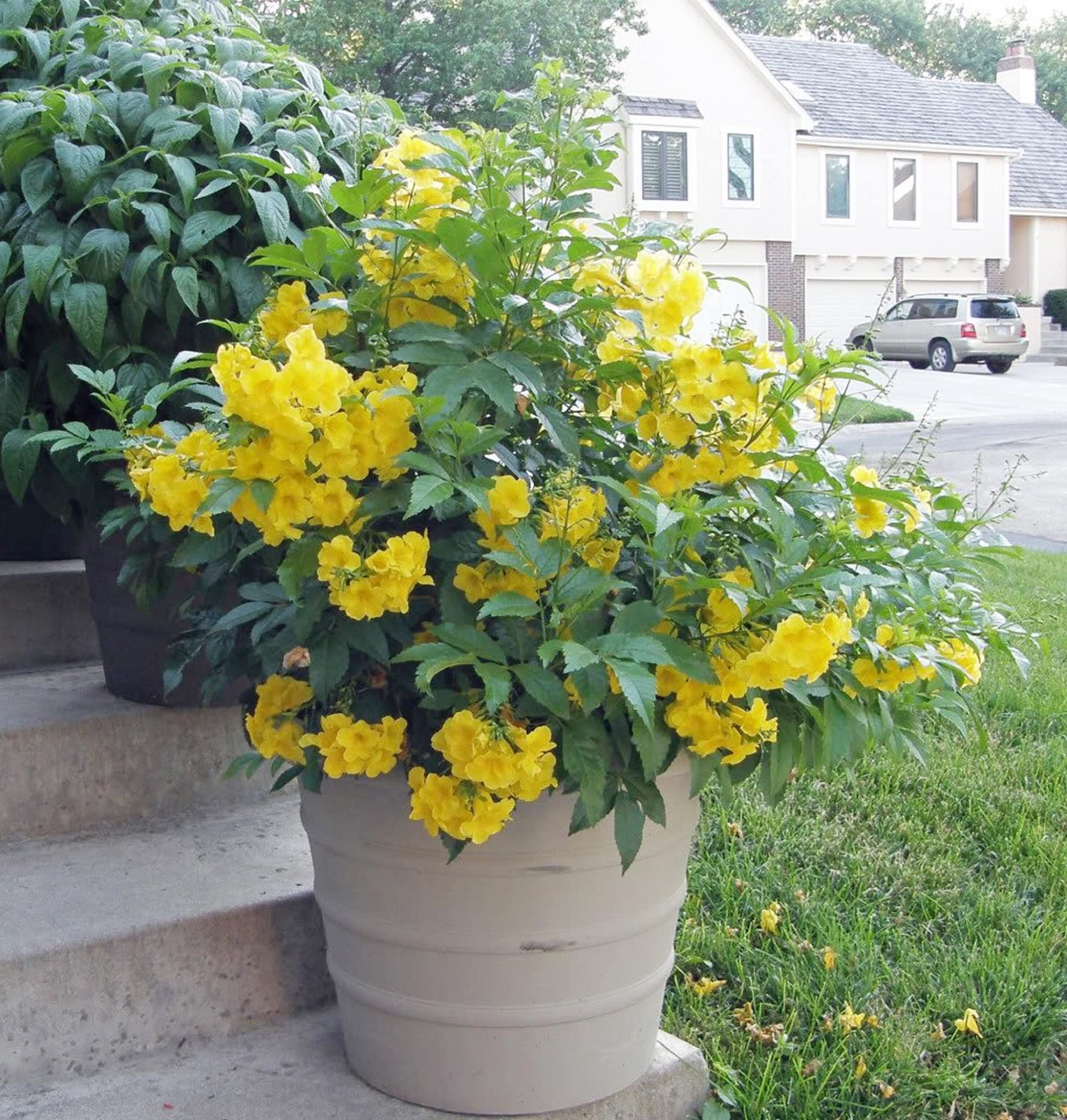 Amazon.com : CHUXAY GARDEN Tecoma Stans-Yellow Trumpetbush,Yellow